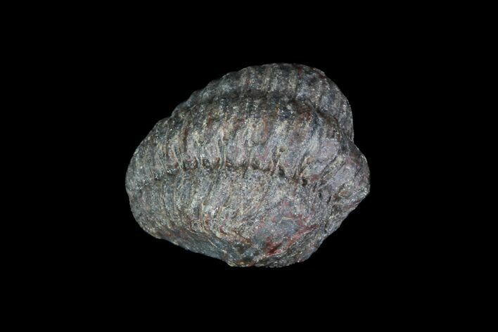 Small Enrolled Acastoides Trilobite Fossil - Morocco #76437